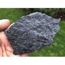 Senftenbergia plumosa